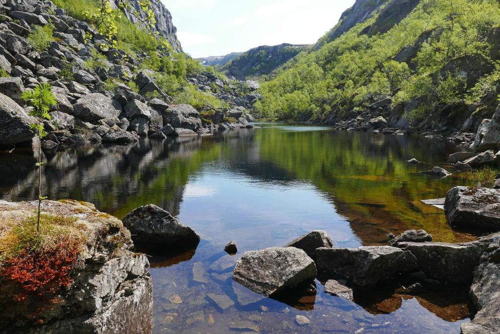 Skjøtsel Fjellgården Innmarka på Fjellgården slås årlig med ljå av landbruksskolen i Mosjøen for å ta vare på/tilbakeføre artsmangfoldet.