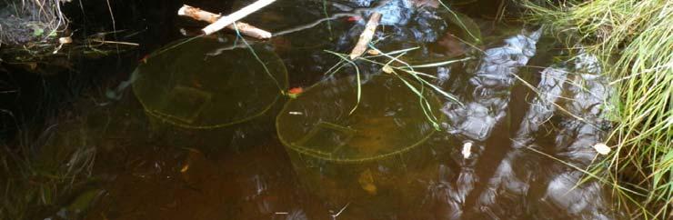 muslingelarver til avl i laboratorier og i naturen.