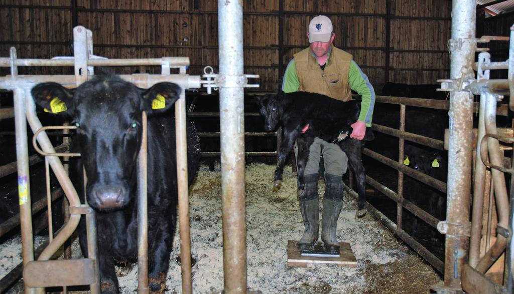 Aberdeen Angus er det veldig Nykalvet kvige, på tide med veiing av fødselsvekt. viktig at vi får inn flest mulig vektregistreringer fra dere som er produsenter.