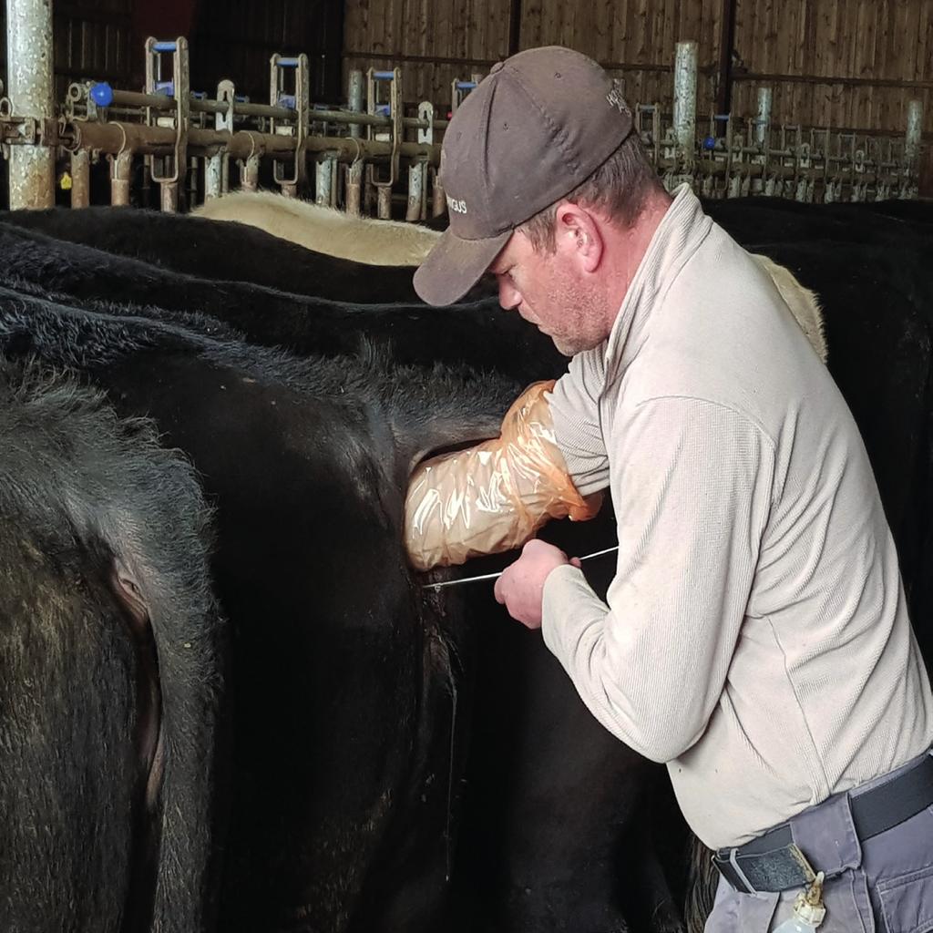 SEMINBRUK Seminbruk handler om å kunne velge blant de beste oksene som tilbys på markedet. Her finnes det okser som er gode på fødsels og moregenskaper mens andre kanskje er sterke på produksjon.