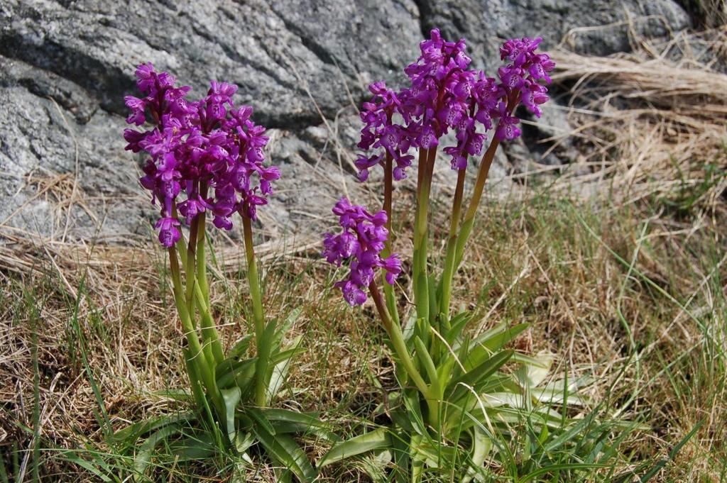 Narrmarihand (Anacamptis morio)