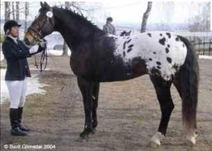 Opp gjennom tiden har araberen blitt brukt til foredling av blant annet fullblodshesten og varmblodshesten, og i dag har nesten alle andre hesteraser noen gener fra denne billedskjønne hesten.