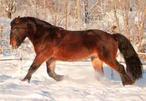 Super Taifon har vist seg å være en allsidig hest, som har konkurrert både i sulky- og i montéløp, og travet inn kr. 350.753,- til sine eiere. 17.