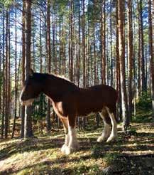 Charlie bor på Veikåker Gård sammen med Dølahesten Blæsen og mange andre dyr, der hilser han vennlig på alle besøkende, går fritt på beite og nyter rideturer langs Krøderfjorden. 19.