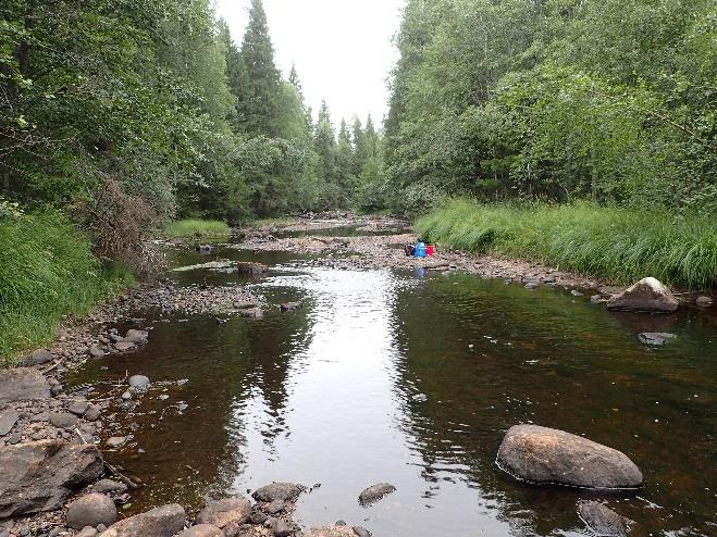 Det var størst antall i øvre del av undersøkelsesområdet (stasjon 1).