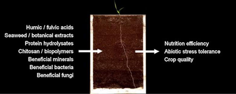 Biostimulanter hva er det? Humussyrer etc.