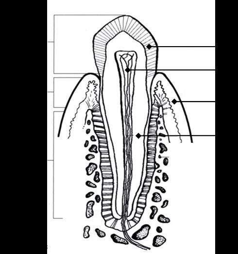Oppgave 4 Fordøyelsessystemet og hormonene (15 poeng) a) Under er en illustrasjon av en tann med krone, hals og rot.