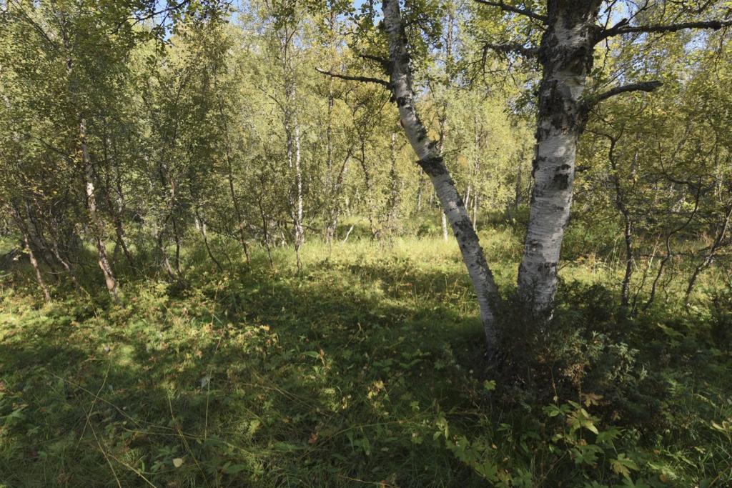 Kartlegging av Storslåtta ved Dalstua i Kvænangsbotn inkludert forslag til skjøtselsplan Ecofact rapport 593 Feltsjiktet har en blanding av skogsarter og engtilknyttede arter.