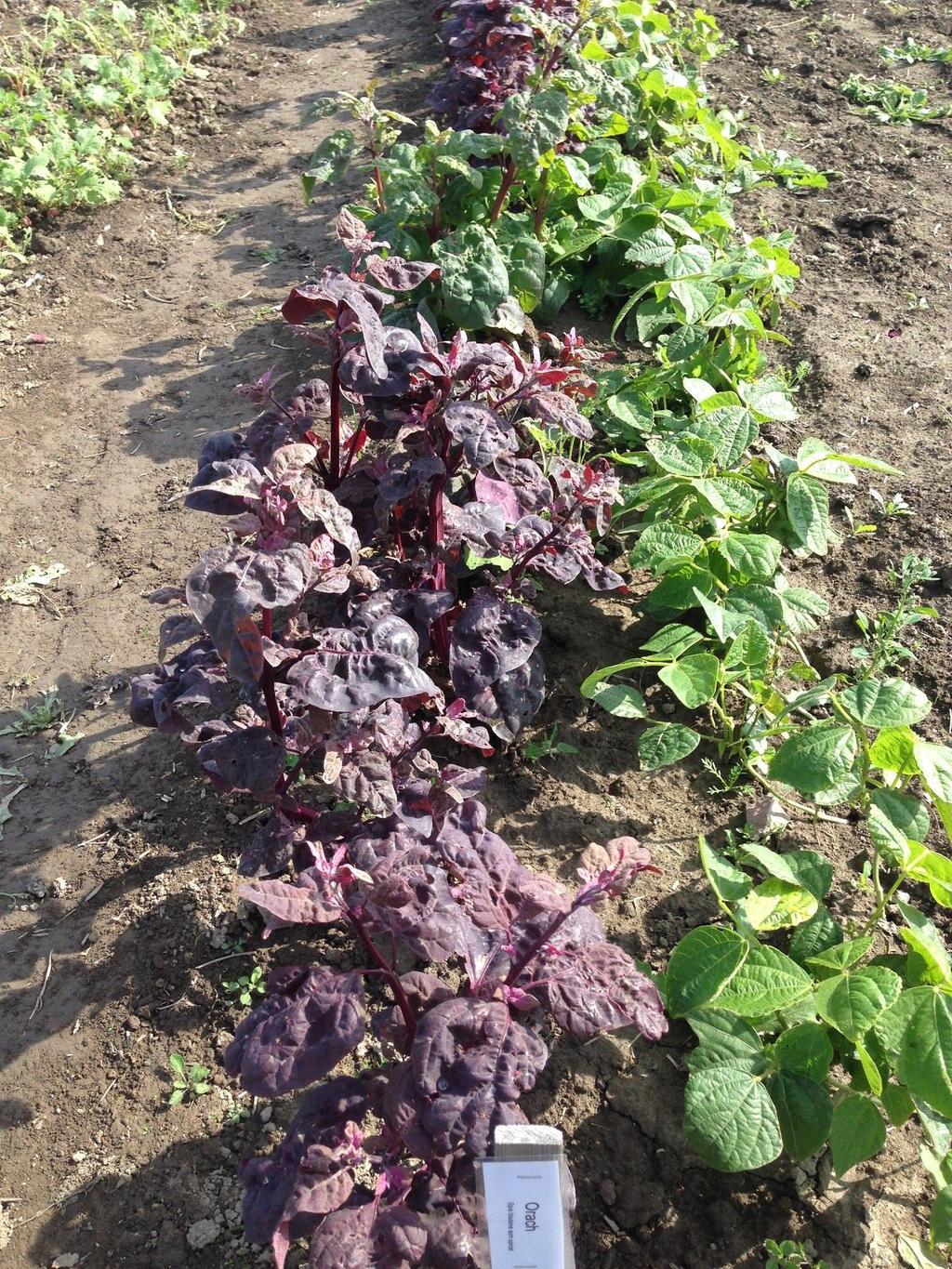 Orach - can be used as spinach.