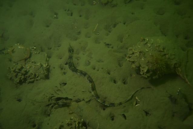 Antall arter alger og dyr ved Fornebu i 2017 er vist i Figur 19 sammen med data tilbake til 1981. Det var i 2017 dårlig sikt og alger og berg var tydelig nedslammet nedover i dypet.