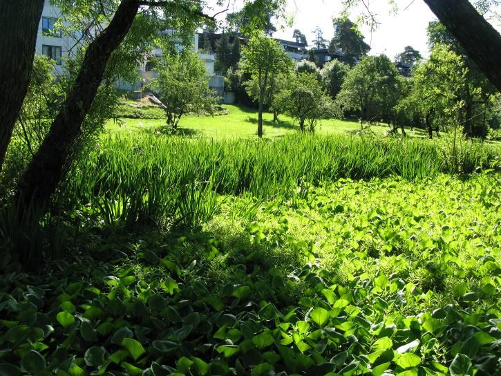 (C verdi) da området er preget av gjengroing og det ikke hevdes. Skjøtsel/hensyn: Bevaringsmålet for denne lokaliteten bør være eng og åpen hagemark med rik flora.