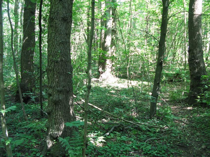 Bildet viser svartorskogen i en forholdsvis tørr periode.