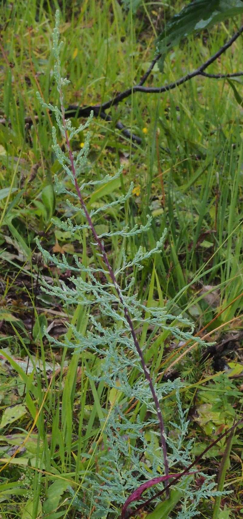 paludosa og klåved Myricaria germanica.