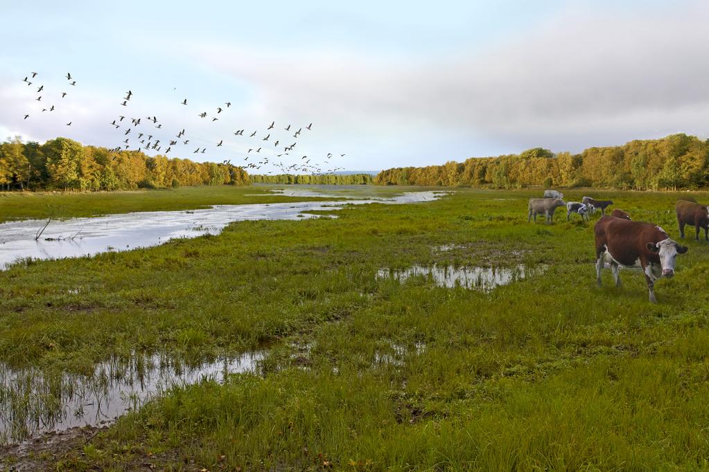 1Mål Målet er en stor grunn våtmark med kapasitet til å ta hånd om sedimenter fra Svenskebekken og den mindre tilstrømmen i nordøst og fungere som utjevningsmagasin ved høy vannføring i Svenskebekken.