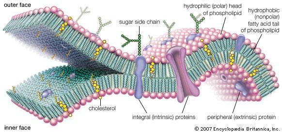 Cellemembranen - oppbygging Et dobbelt lipidlag fosfolipider med hydrofobe haler (liker fett) og hydrofile hoder (liker vann).