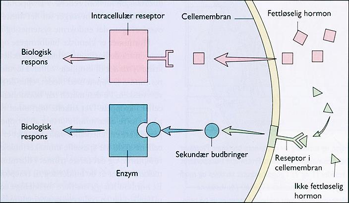 (transmitterstoffer og hormoner). Bindingen utløser et signal inne i cellen cellesignalering.