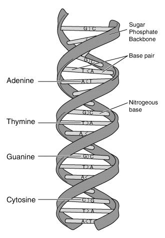 nukleotidkjeder som danner en stige vridd som en dobbeltspiral (dobbelhelix).