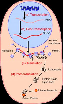 Proteinsyntesen Fra DNA til proteiner Et protein er sammensatt av opptil 20 forskjellige aminosyrer i en kjede.