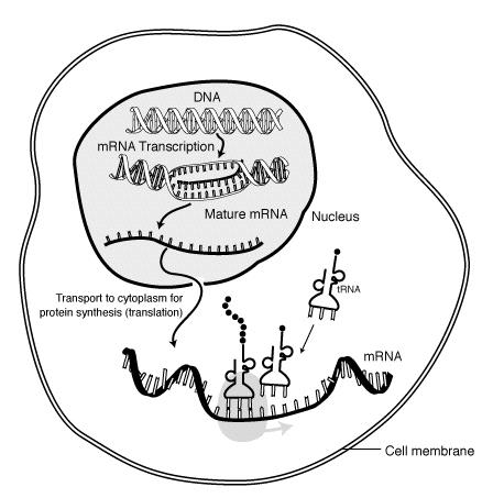 Translasjon dannelse av protein RNA fraktes til cytosol, og brukes som mal for sammenkobling av aminosyrer til proteiner i cytoplasma.