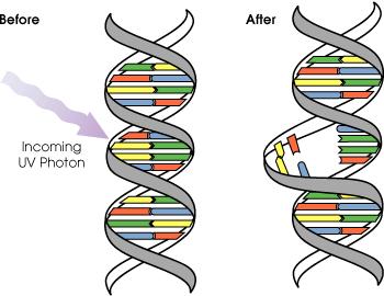 46 kromosomer 23 kromosompar 45 Mutasjoner Ved DNA-replikasjon kan det skje feil slik at et basepar plasseres feil og dermed koder for en annen