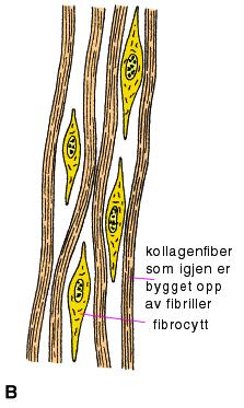 Løst fibret: - få fibrer i intercellulærsubstansen. F.eks. i huden.