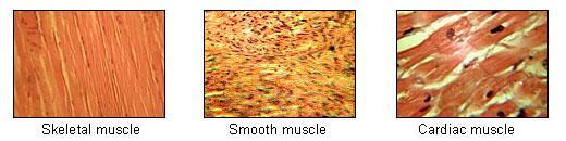 67 Muskelvev Cellene i muskelvev kalles myocytter.