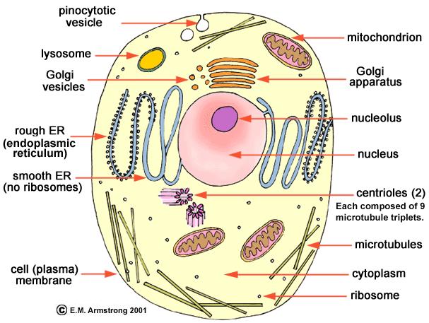 (Cellens organeller forklaring til illustrasjon) 1. Nukleolus 2. Nukleus/kjerne 3. Ribosom 4. Vesikkel 5. Ru endoplasmatisk retikulum 6. Golgiapparatet 7. Cytoskjelettet 8.