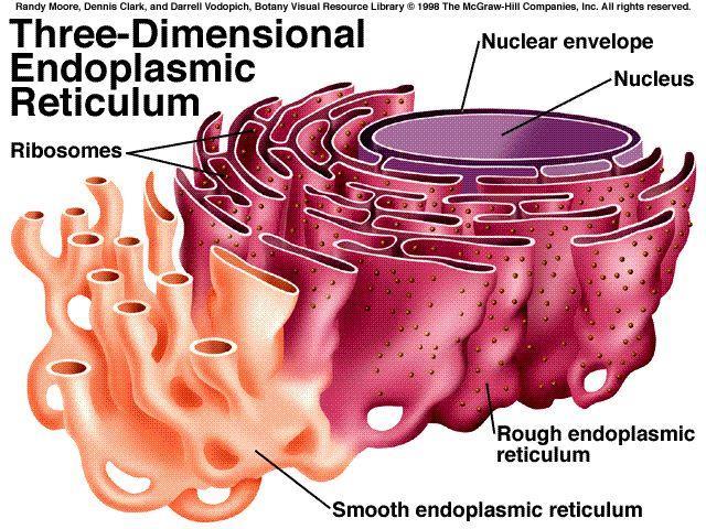 11 Endoplasmatisk retikulum (ER) Cellens fabrikk. Oppbygging Et nettverk av kanaler og blærer rundt cellekjernen.
