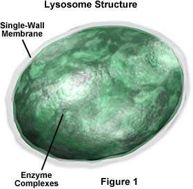 Lysosom Cellens magesekk. Oppbygging og funksjon Vesikler som inneholder enzymer som bryter ned ulike partikler og bakterier/virus. 15 Cytoskjelett Mikrofilamenter Oppbygging: Trådformete fibre.