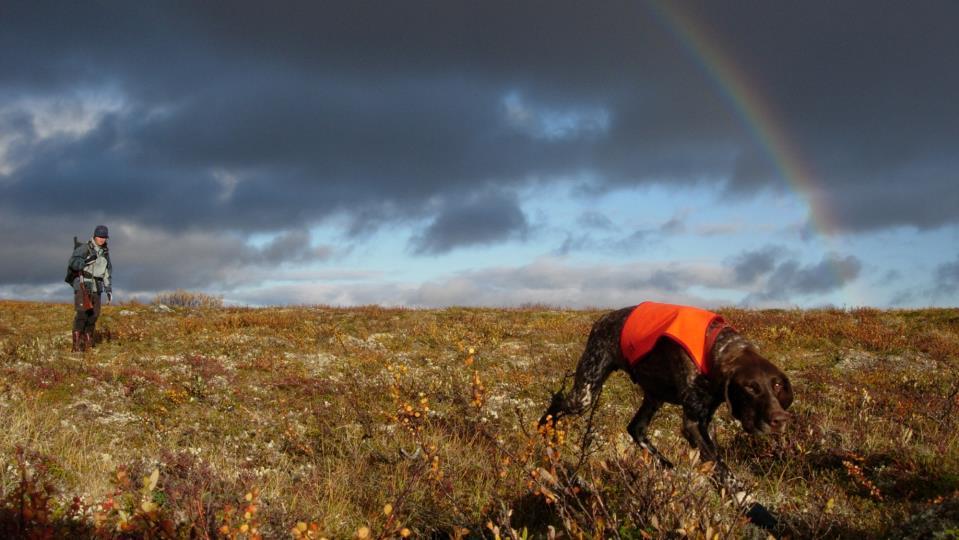 Utdanning av jegere, jegerprøven, 12000 kandidater årlig