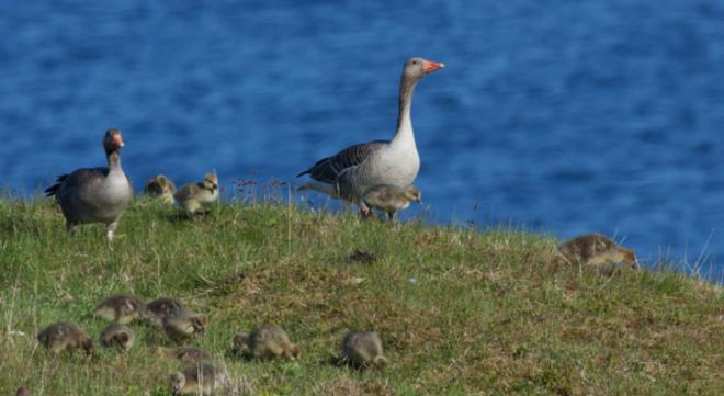 Innfanging og hold av vilt Innfanging og hold for oppdrett Gjelder for oppdrett av arter som finnes i naturlig viltlevende bestander på