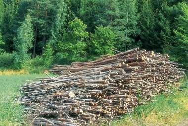 Utarbeidelse av praktisk veiledning for gjennomføring av tiltak som kan øke klimanytten av skogbruk.