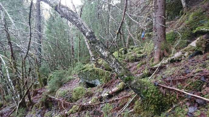 Skogen langs ny rørtrasé består av plantet granskog i kombinasjon med glissen blandingsskog dominert av