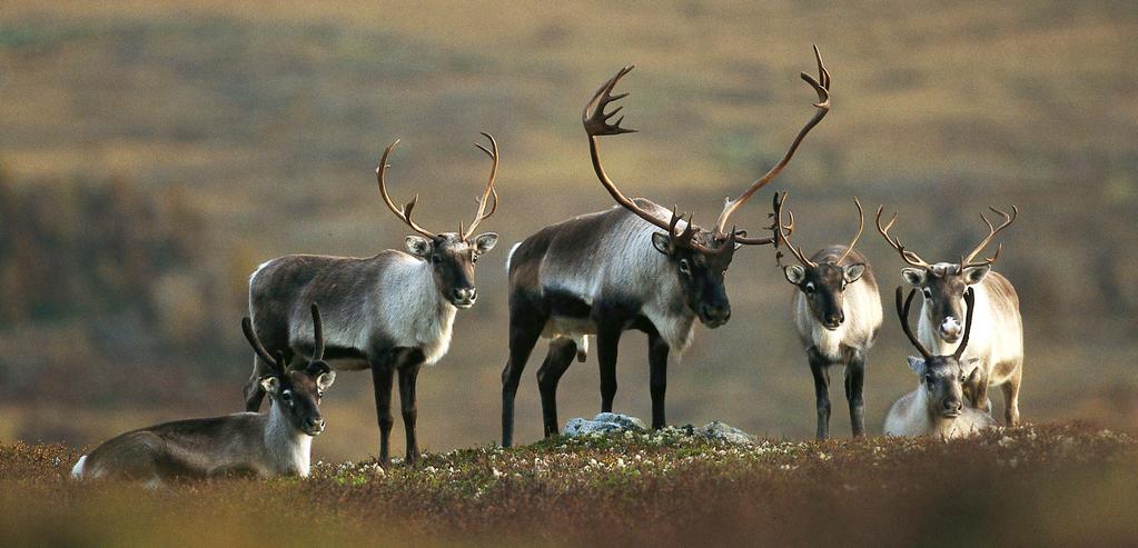 Villreinen på Dovrefjell Wild reindeer on Dovrefjell Villreinen er sky, og det er viktig at vi tar hensyn til den når vi ferdes i fjellet.