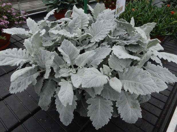 Denne sorten har svært store lodne blad og er svært dekorativ. Planten kan brukes både ute og inne, i samplantinger eller i potter fra 13-17 cm.