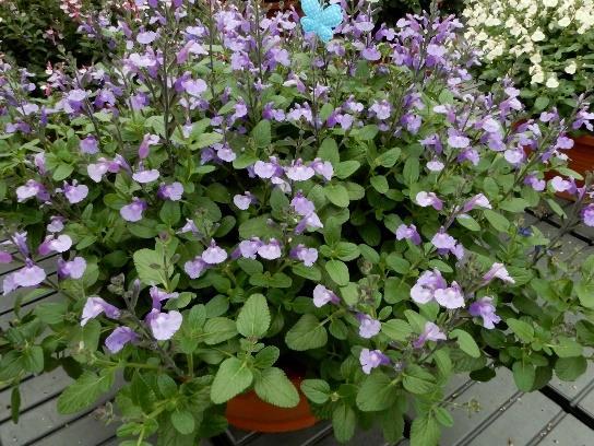 Salvia microphylla So Cool Pale Blue er en ny salvie som selges fra Jaldety, der blomstene har en helt spesiell fargekombinasjon.