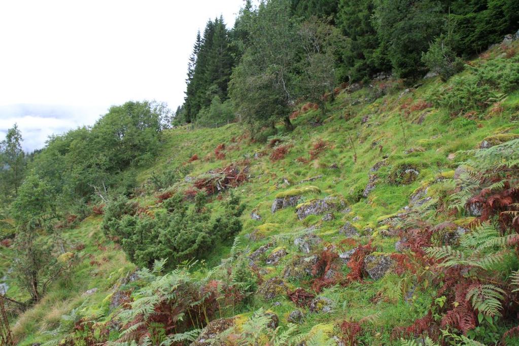 Figur 19: Fotografi som viser eit parti i fjellsida like under granskogen øvst i vestre delar av planområdet.