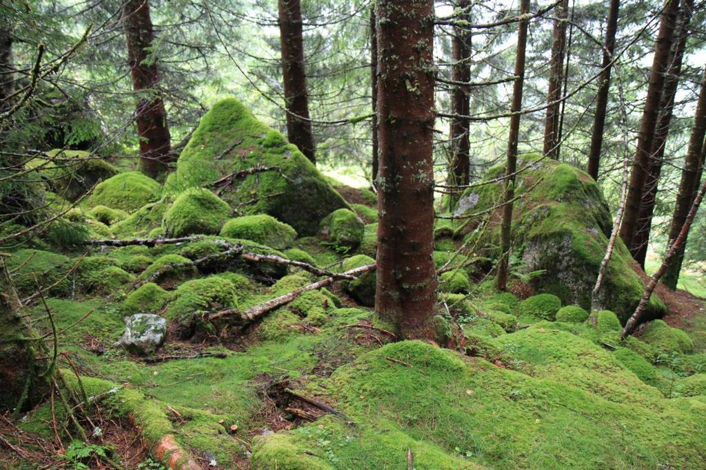 Dette er mest sannsynleg steinsprangblokker avsett distalt på ei skred-/steinsprangvifte ved foten av fjellskråninga i fyrste tida etter siste istid.