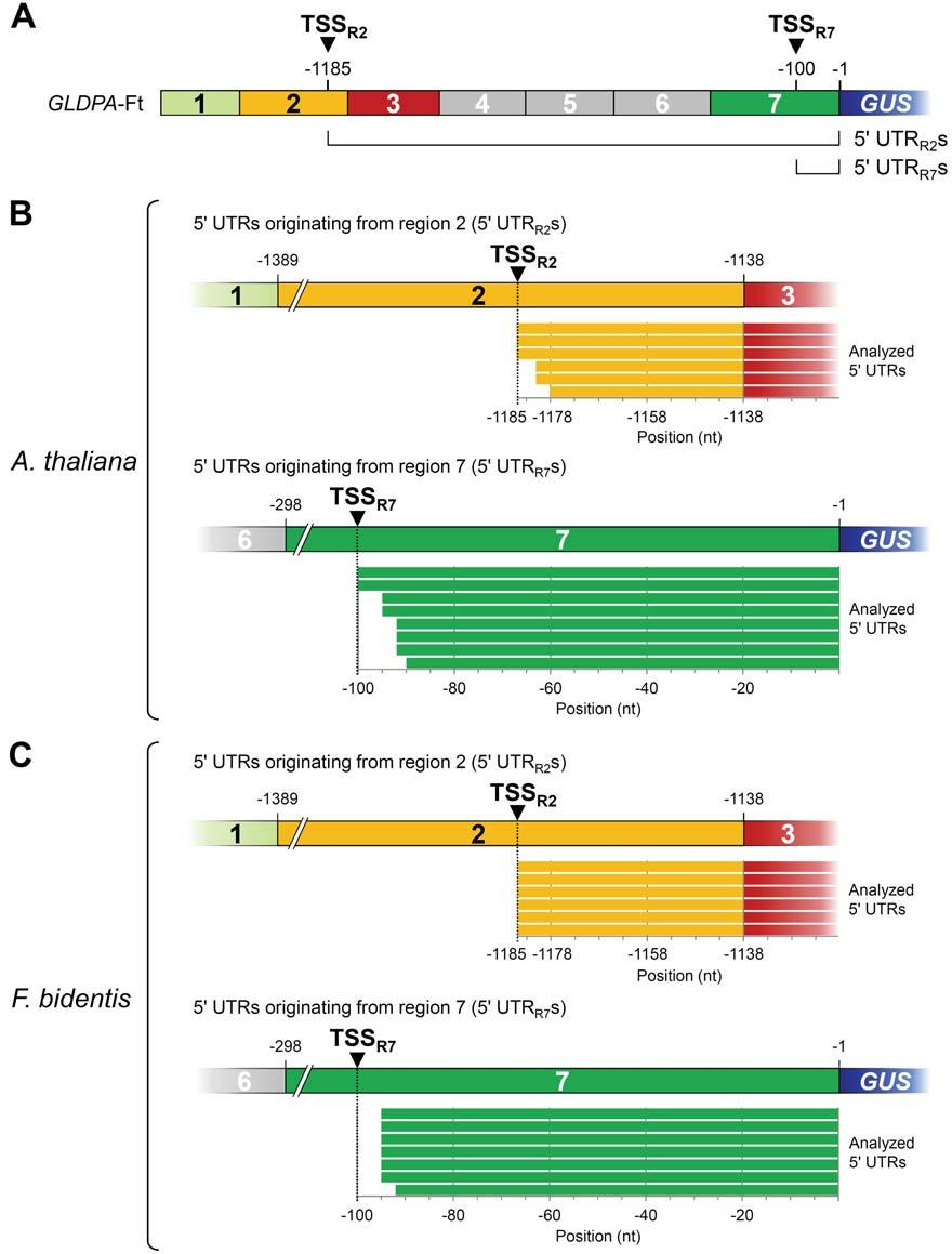 Supplemental Figure 1. Analysis of mrna 5' ends in leaves of transgenic A. thaliana and F. bidentis harboring the GLDPA-Ft:GUS transgene. (A) Schematic structure of the GLDPA-Ft construct.
