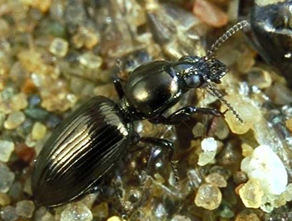 no Østers, Ostrea edulis (NT) Terje