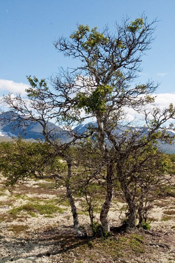 UTFORDRINGER Forskjellige kvaliteter,