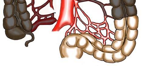 mesenterica. inf. med sigm. art.