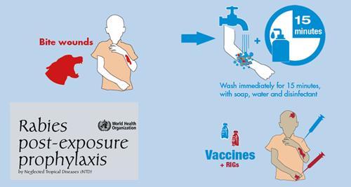 Posteksponeringsprofylakse (PEP) indikasjon for behandling etter eksponering for virus Bitt, klor eller slikk på slimhinne eller skadet hud av potensielt smitteførende pattedyr i områder der rabies