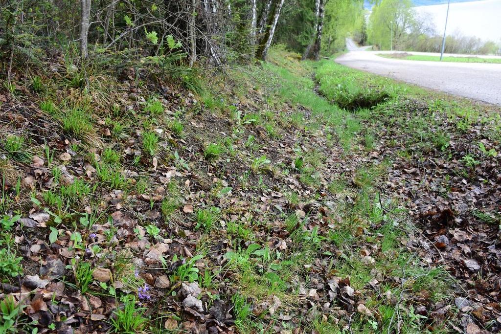 Figur 4. Liten lokalitet med lodnefiol øst for Tyrifjordveien. 5.