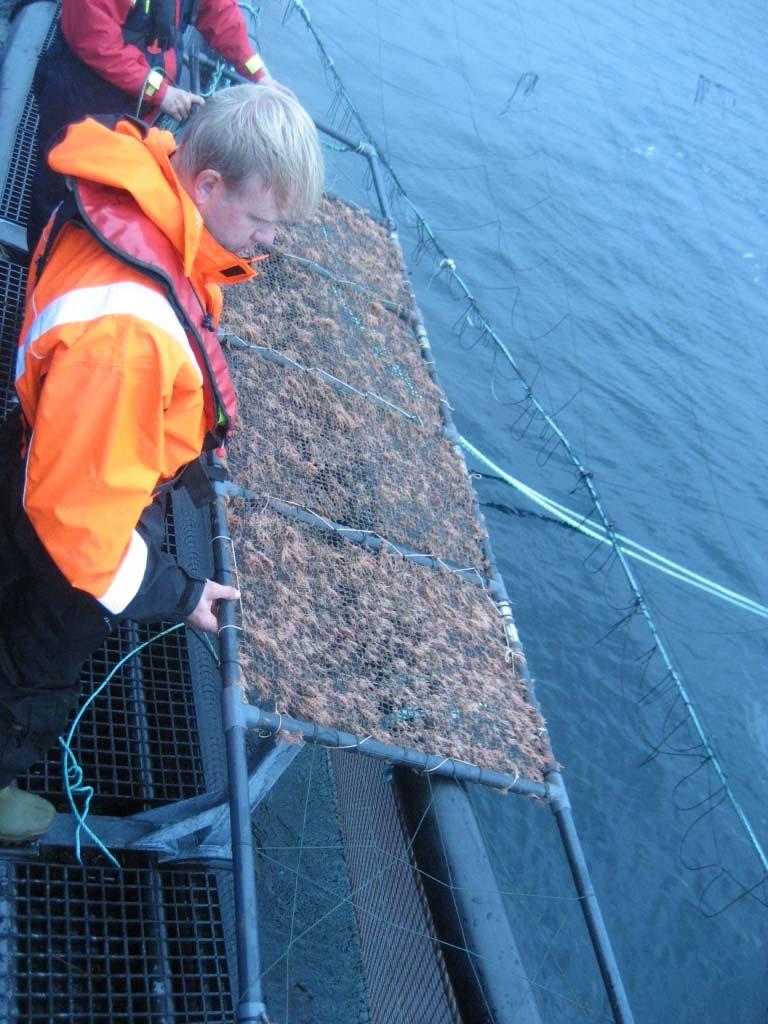 Fjerning: Effekter av vasking Samarbeid med AKVAgroup Oppdrettsanlegg på Frøya