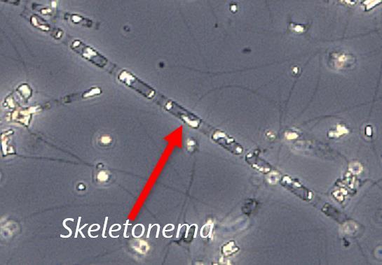 Øverst vises konturplott for fluorescens som er et mål på mengden planteplankton. Nederst vises oksygenmetning. Data er fra samme stasjon (Ap2).