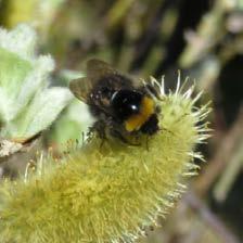 Det er i dag stor bekymring for nedgangen i antall bier og humler, og kantvegetasjonen er et viktig levested for disse.