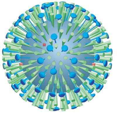 Hva er et antigen? Antigen (Ag) = antistoff generator influensavirus Substans som gjenkjennes av immunsystemet og som kan indusere en immunrespons (f.