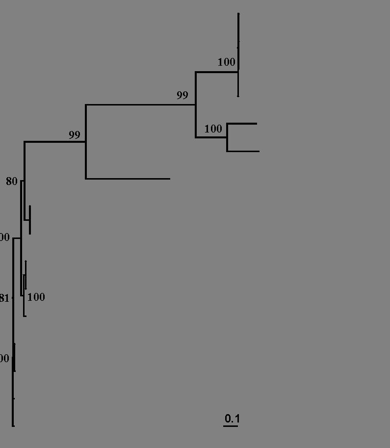 Cyclopterus lumpus coronavirus (CLuCV) Nært beslektet med andre coronavirus fra fisk (protein nivå) qpcr etablert Påvist i alle vev