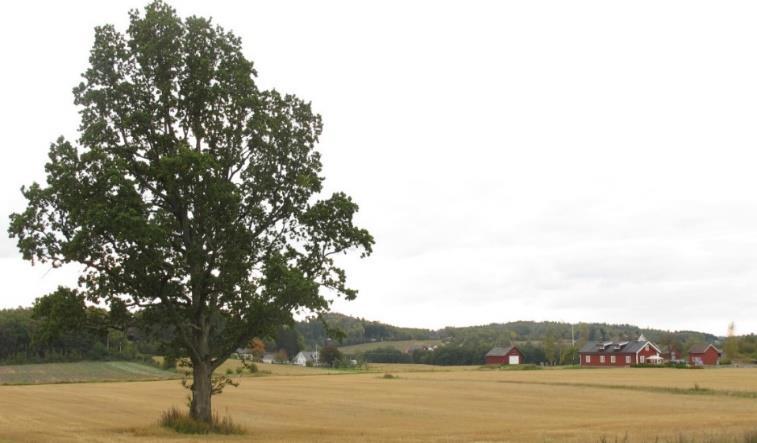 Steingjerder kan stå i grensa mellom innmark og utmark, kan markere eiendomsgrenser og teiggrenser eller være ramme rundt jordbrukslandskapet.